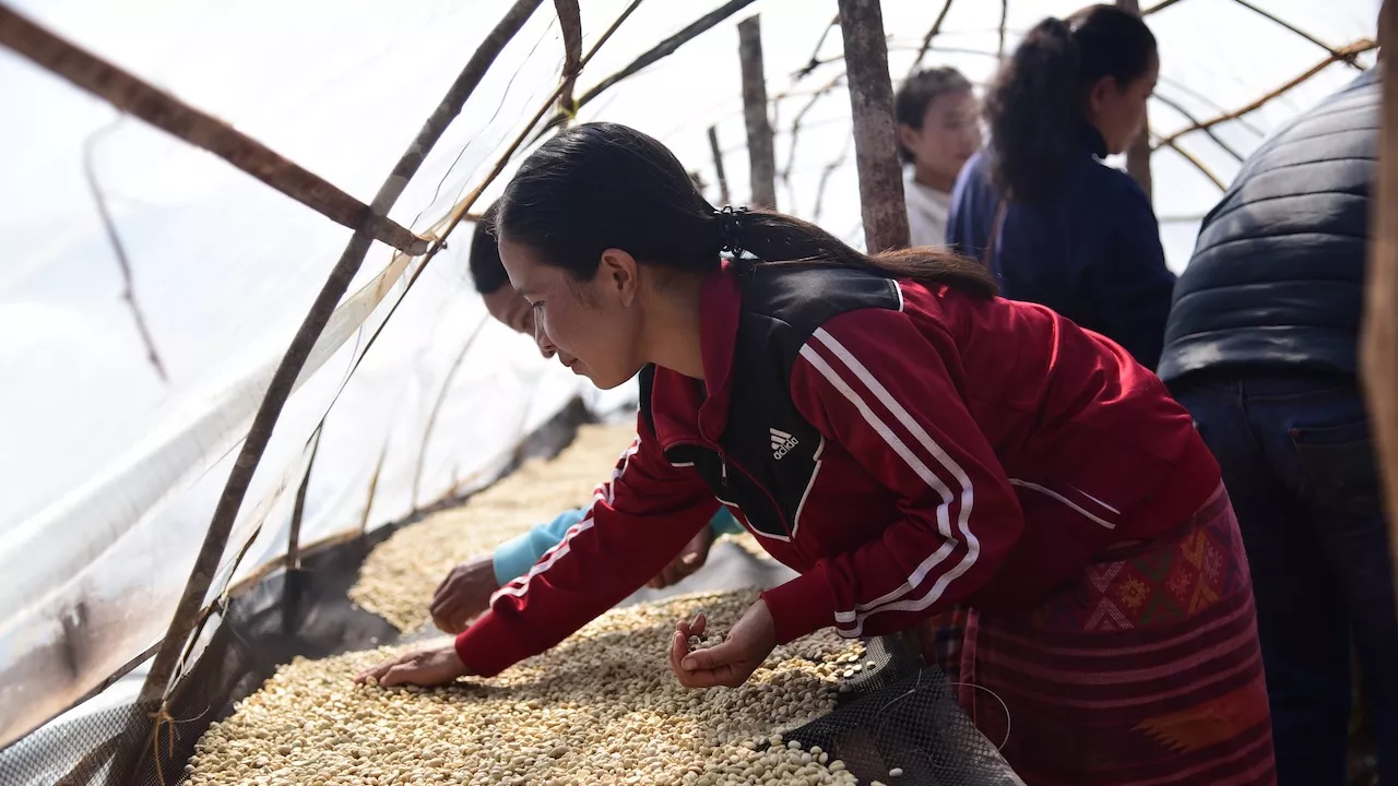 Women coffee farmers in the Lao PDR. Photo credit: SWITCH-Asia.