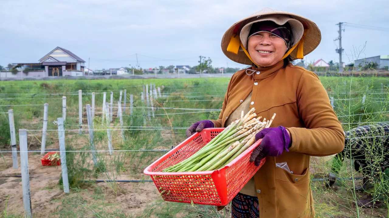 Harvesting high-value crops. Photo credit: ADB.
