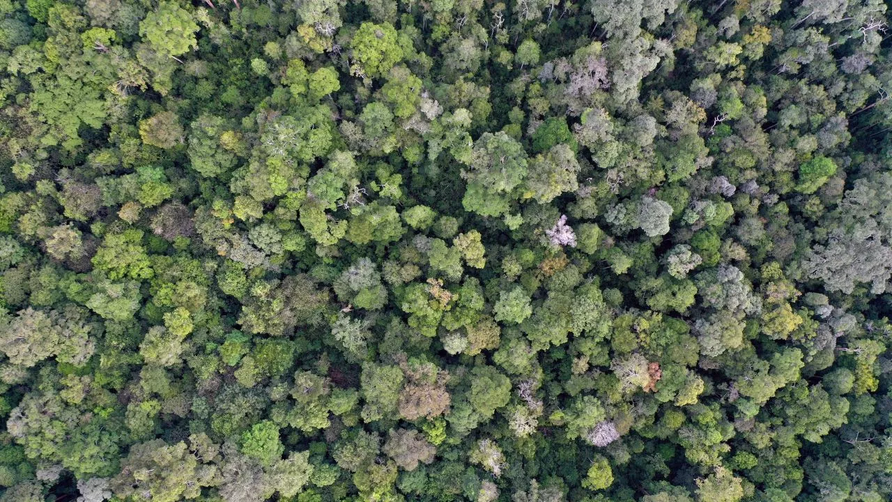 Rainforest in Kapuas Hulu in West Kalimantan, Indonesia. Photo credit: iStock//Rhett Ayers Butler - Mongabay.