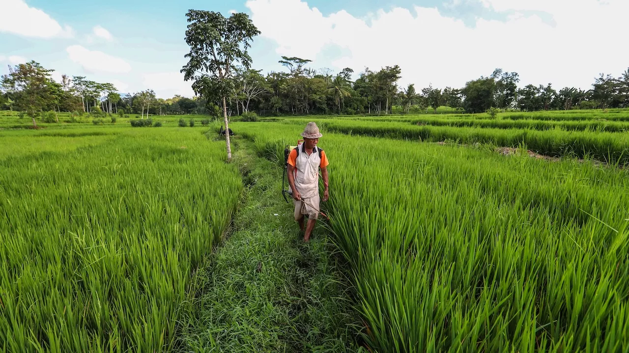 Farmer in a rice field. Photo credit: ADB.
