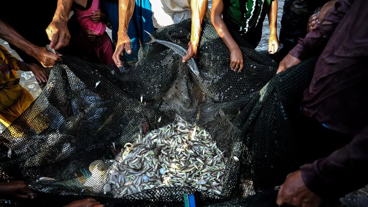 Fishermen bring in their fish catch for the day. Photo credit: ADB.