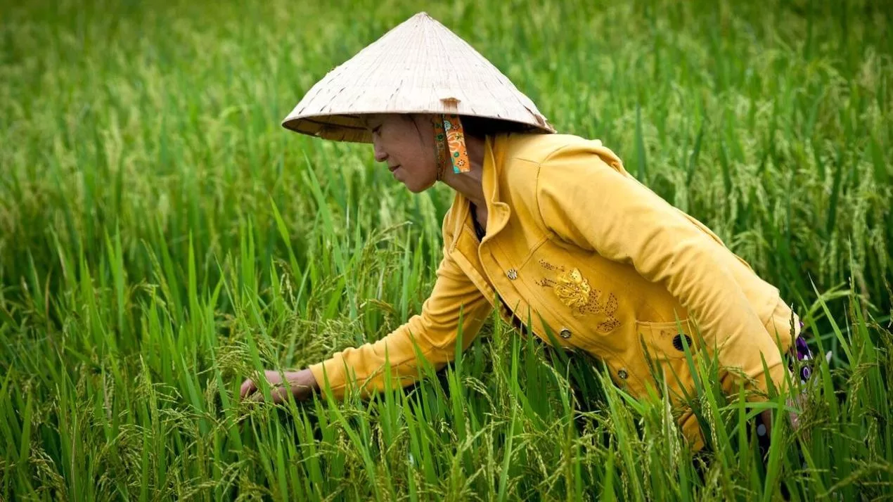 Woman farmer in a rice field. Photo credit: ADB.