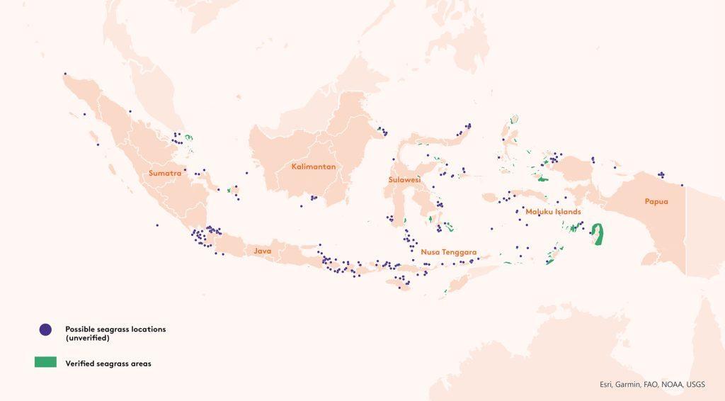 An infographic showing seaweed map of Indonesia.